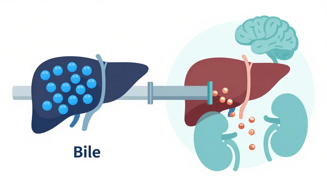 Wilson’s Disease: Understanding Copper Accumulation and Chelation Therapy